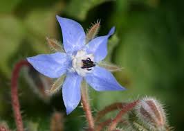 Image result for Borago officinalis