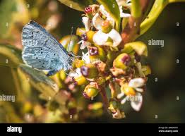 Attēlu rezultāti vaicājumam “Cupido minimus female”