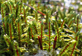 Attēlu rezultāti vaicājumam “Pleurozium schreberi sporophyte”