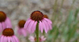 Image result for Echinacea angustifolia