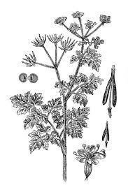 Image result for Anthriscus cerefolium