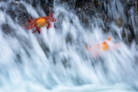 Attēlu rezultāti vaicājumam “Craterium minutum young”