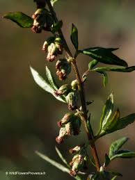 Image result for Artemisia vulgaris
