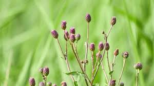 Attēlu rezultāti vaicājumam “Trifolium spadiceum flower”