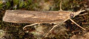 Attēlu rezultāti vaicājumam “Pediasia contaminella”