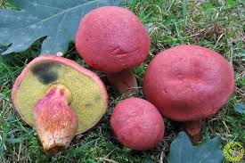 Attēlu rezultāti vaicājumam “Xerocomus rubellus”