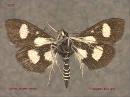 Attēlu rezultāti vaicājumam “Anania funebris”