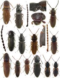 Attēlu rezultāti vaicājumam “Athous sp.”