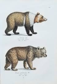 Attēlu rezultāti vaicājumam “Ursus arctos”