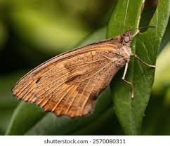 Attēlu rezultāti vaicājumam “Hyponephele lycaon”