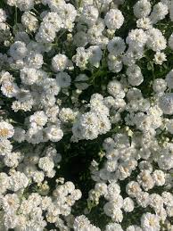 Attēlu rezultāti vaicājumam “Achillea salicifolia flower”