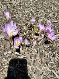 Attēlu rezultāti vaicājumam “Colchicum luteum flower”