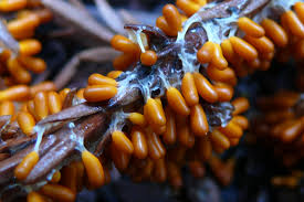 Attēlu rezultāti vaicājumam “Leocarpus fragilis macro”