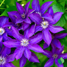 Attēlu rezultāti vaicājumam “Clematis”