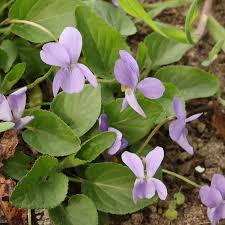 Attēlu rezultāti vaicājumam “Viola hirta leaf”
