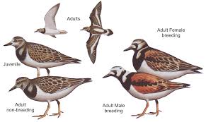 Attēlu rezultāti vaicājumam “Arenaria interpres adult”