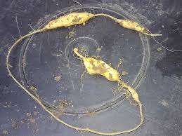 Attēlu rezultāti vaicājumam “Thladiantha dubia”