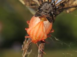Attēlu rezultāti vaicājumam “Graphosoma lineatum nymph”