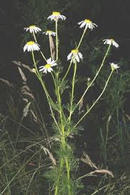 Attēlu rezultāti vaicājumam “Tripleurospermum inodorum flower”