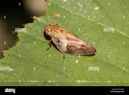 Attēlu rezultāti vaicājumam “Aphrophora alni nymph”