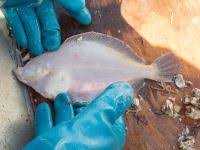 Image result for Myzopsetta ferruginea