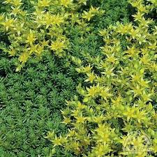 Attēlu rezultāti vaicājumam “Sedum sexangulare leaf”