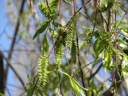 Attēlu rezultāti vaicājumam “Salix daphnoides subsp. acutifolia bud”
