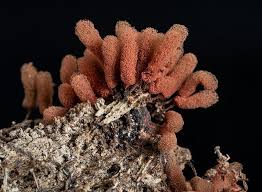 Attēlu rezultāti vaicājumam “Arcyria denudata macro”