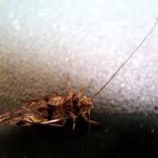 Attēlu rezultāti vaicājumam “Psococerastis gibbosa”