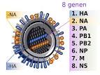 File:2009 H1N1 influenza virus genetic-num-nl.svg - Wikimedia Commons