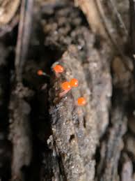 Attēlu rezultāti vaicājumam “Hemitrichia calyculata young”
