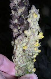 Attēlu rezultāti vaicājumam “Verbascum thapsus bud”