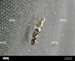 Attēlu rezultāti vaicājumam “Argyresthiidae”