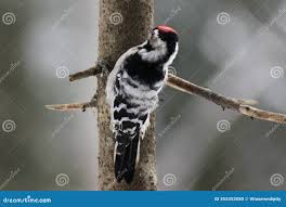 Attēlu rezultāti vaicājumam “Dendrocopos minor”