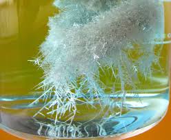 Attēlu rezultāti vaicājumam “Dianema depressum”