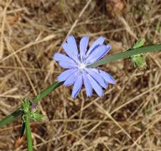 Image result for Cichorium intybus