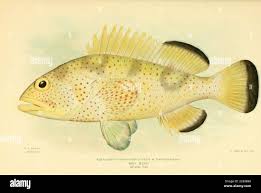 Image result for Epinephelus morio