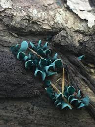 Attēlu rezultāti vaicājumam “Chlorociboria aeruginascens”