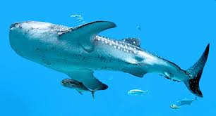 Image result for Rhincodon typus