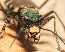 Attēlu rezultāti vaicājumam “Sylvicola sp.”