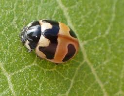 Attēlu rezultāti vaicājumam “Coccinella hieroglyphica”