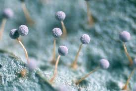 Attēlu rezultāti vaicājumam “Physarum contextum macro”