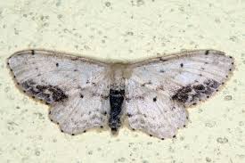 Attēlu rezultāti vaicājumam “Idaea dimidiata”