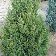 Attēlu rezultāti vaicājumam “Juniperus chinensis”