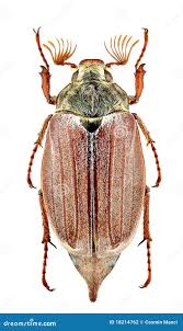 Attēlu rezultāti vaicājumam “Melolontha melolontha”