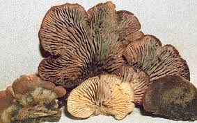 Attēlu rezultāti vaicājumam “Lentinellus ursinus”