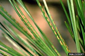 Attēlu rezultāti vaicājumam “Neodiprion sertifer”