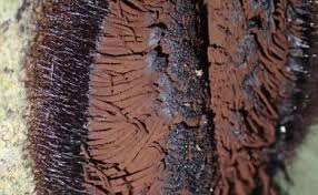 Attēlu rezultāti vaicājumam “Stemonitidaceae”