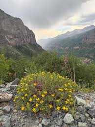 Attēlu rezultāti vaicājumam “Trifolium montanum flower”