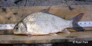 Image result for Carpiodes cyprinus